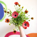 African Daisy - Osteospermum astra 'Rose Magic' - Sprouts of Bristol