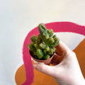 African Palm Tree - Euphorbia loricata - Sprouts of Bristol