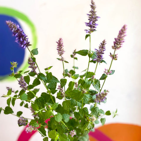 Agastache hybrida 'Arcado Pink' - Anise Hyssop - Sprouts of Bristol