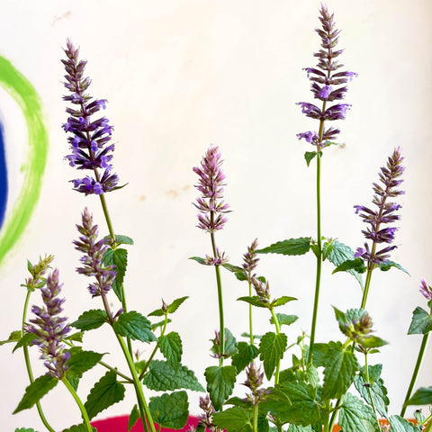 Agastache hybrida 'Arcado Pink' - Anise Hyssop - Sprouts of Bristol