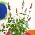Agastache hybrida 'Arcado Pink' - Anise Hyssop - Sprouts of Bristol