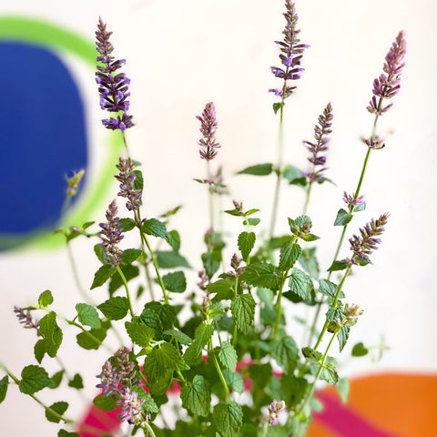 Agastache hybrida 'Arcado Pink' - Anise Hyssop - Sprouts of Bristol