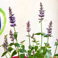 Agastache hybrida 'Arcado Pink' - Anise Hyssop - Sprouts of Bristol