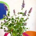 Agastache hybrida 'Arcado Pink' - Anise Hyssop - Sprouts of Bristol
