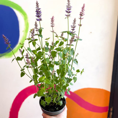 Agastache hybrida 'Arcado Pink' - Anise Hyssop - Sprouts of Bristol