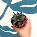 Agave victoriae-reginae - Queen Victoria Century Plant - Sprouts of Bristol