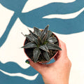 Agave victoriae-reginae - Queen Victoria Century Plant - Sprouts of Bristol