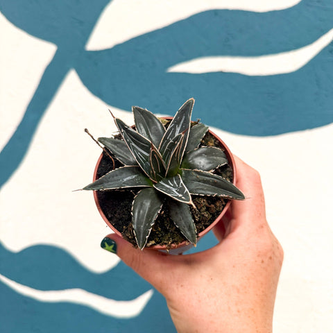 Agave victoriae-reginae - Queen Victoria Century Plant - Sprouts of Bristol