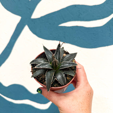 Agave victoriae-reginae - Queen Victoria Century Plant - Sprouts of Bristol