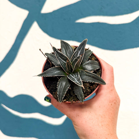 Agave victoriae-reginae - Queen Victoria Century Plant - Sprouts of Bristol