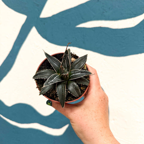 Agave victoriae-reginae - Queen Victoria Century Plant - Sprouts of Bristol