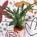 Aglaomorpha Coronans 'Jim' - Basket Fern - Sprouts of Bristol