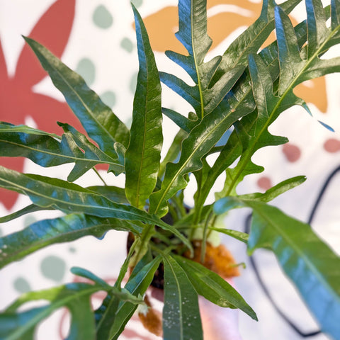 Aglaomorpha Coronans 'Jim' - Basket Fern - Sprouts of Bristol