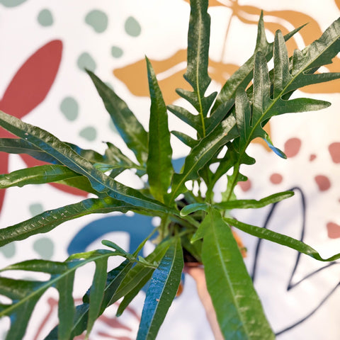Aglaomorpha Coronans 'Jim' - Basket Fern - Sprouts of Bristol