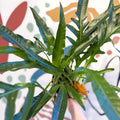 Aglaomorpha Coronans 'Jim' - Basket Fern - Sprouts of Bristol