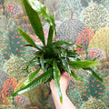 Aglaomorpha Coronans 'Jim' - Basket Fern - Sprouts of Bristol