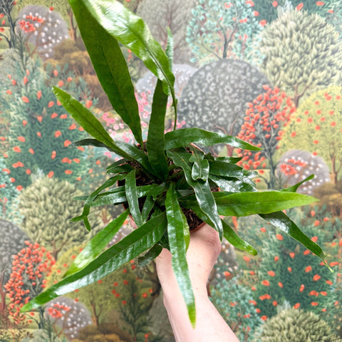 Aglaomorpha Coronans 'Jim' - Basket Fern - Sprouts of Bristol