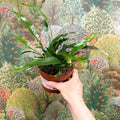 Aglaomorpha Coronans 'Jim' - Basket Fern - Sprouts of Bristol