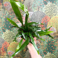 Aglaomorpha Coronans 'Jim' - Basket Fern - Sprouts of Bristol