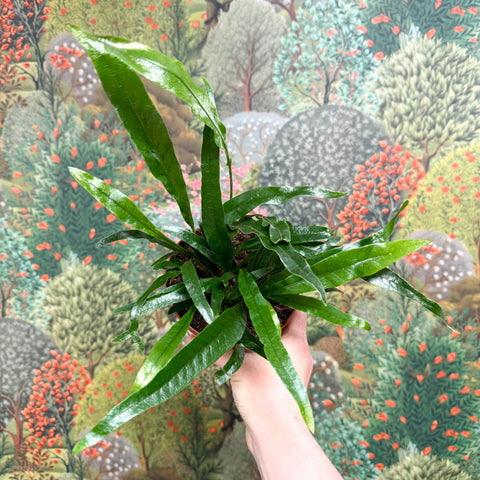 Aglaomorpha Coronans 'Jim' - Basket Fern - Sprouts of Bristol