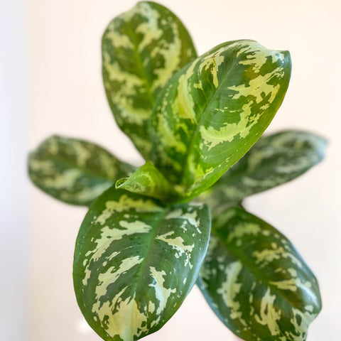 Aglaonema 'Amazon Silver' - Chinese Evergreen - Sprouts of Bristol