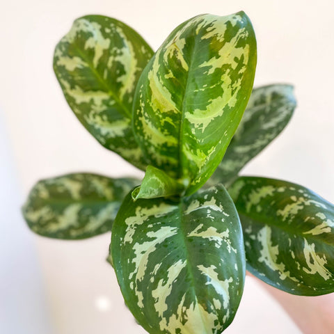 Aglaonema 'Amazon Silver' - Chinese Evergreen - Sprouts of Bristol
