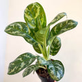 Aglaonema 'Amazon Silver' - Chinese Evergreen - Sprouts of Bristol