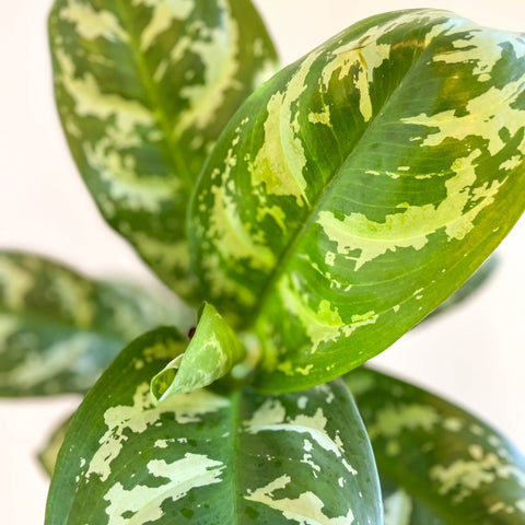 Aglaonema 'Amazon Silver' - Chinese Evergreen - Sprouts of Bristol