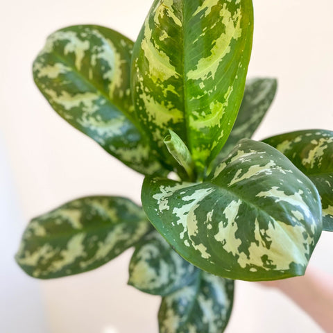 Aglaonema 'Amazon Silver' - Chinese Evergreen - Sprouts of Bristol