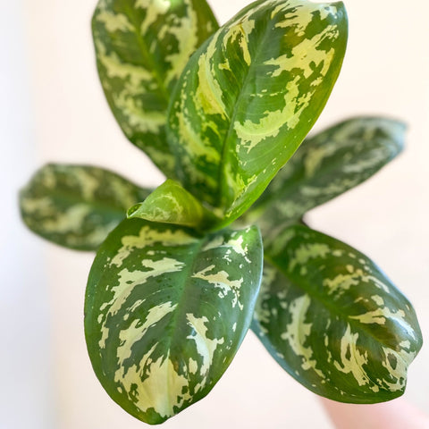Aglaonema 'Amazon Silver' - Chinese Evergreen - Sprouts of Bristol