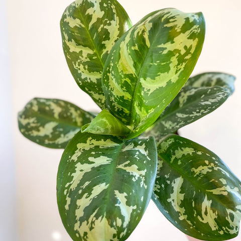 Aglaonema 'Amazon Silver' - Chinese Evergreen - Sprouts of Bristol
