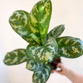 Aglaonema 'Amazon Silver' - Chinese Evergreen - Sprouts of Bristol