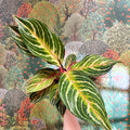 Aglaonema 'Dreamcatcher' - Chinese Evergreen - Sprouts of Bristol