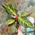 Aglaonema 'Dreamcatcher' - Chinese Evergreen - Sprouts of Bristol