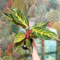 Aglaonema 'Dreamcatcher' - Chinese Evergreen - Sprouts of Bristol