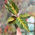 Aglaonema 'Dreamcatcher' - Chinese Evergreen - Sprouts of Bristol