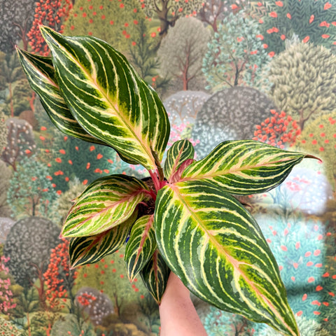 Aglaonema 'Dreamcatcher' - Chinese Evergreen - Sprouts of Bristol