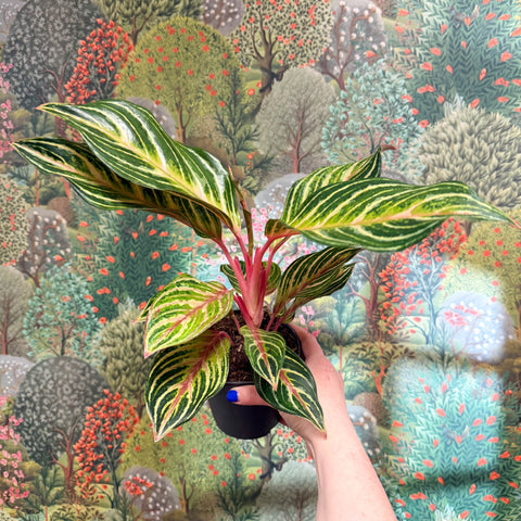 Aglaonema 'Dreamcatcher' - Chinese Evergreen - Sprouts of Bristol