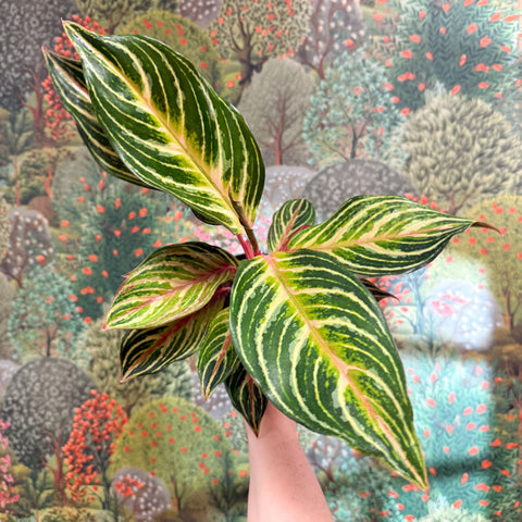 Aglaonema 'Dreamcatcher' - Chinese Evergreen - Sprouts of Bristol