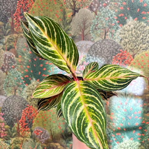Aglaonema 'Dreamcatcher' - Chinese Evergreen - Sprouts of Bristol