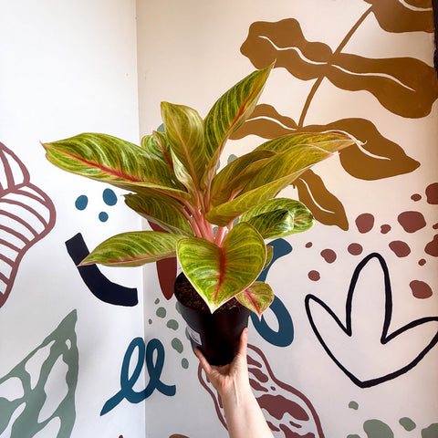 Aglaonema 'Eyecatcher' - Chinese Evergreen - Sprouts of Bristol