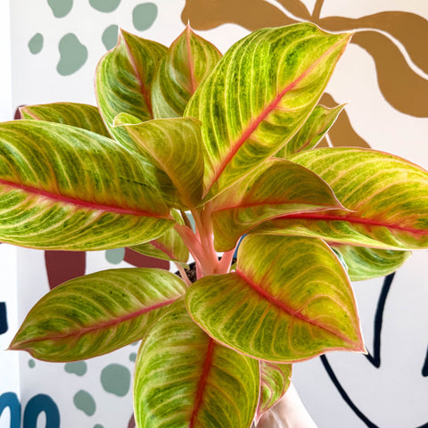 Aglaonema 'Eyecatcher' - Chinese Evergreen - Sprouts of Bristol