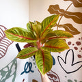 Aglaonema 'Eyecatcher' - Chinese Evergreen - Sprouts of Bristol