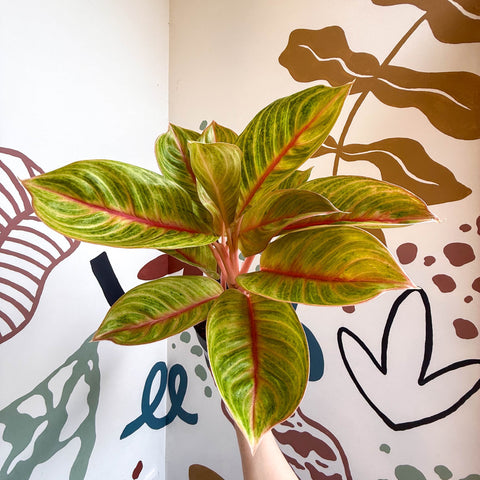 Aglaonema 'Eyecatcher' - Chinese Evergreen - Sprouts of Bristol