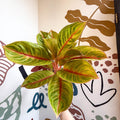 Aglaonema 'Eyecatcher' - Chinese Evergreen - Sprouts of Bristol