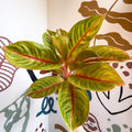 Aglaonema 'Eyecatcher' - Chinese Evergreen - Sprouts of Bristol