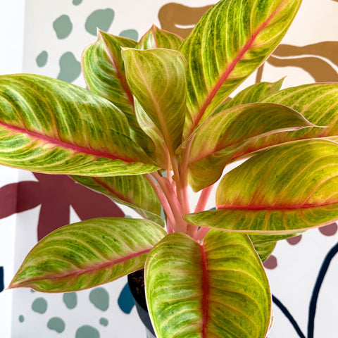 Aglaonema 'Eyecatcher' - Chinese Evergreen - Sprouts of Bristol