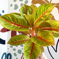 Aglaonema 'Eyecatcher' - Chinese Evergreen - Sprouts of Bristol