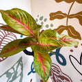 Aglaonema 'Grand Blossom' - Chinese Evergreen - Sprouts of Bristol