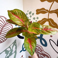 Aglaonema 'Grand Blossom' - Chinese Evergreen - Sprouts of Bristol